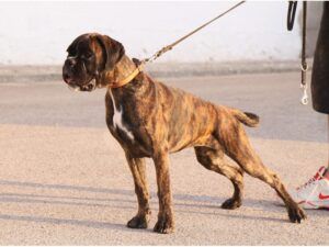 prada-45-meses