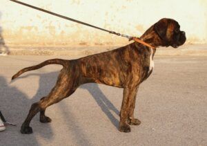 prada-45-meses1