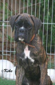 prada-4meses