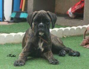 prada-4meses1
