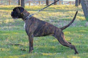 prada-cachorro