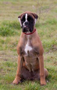 rita-cachorro
