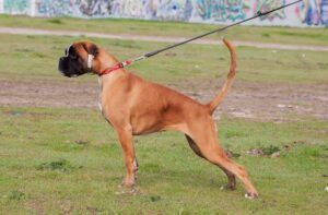 rita-cachorro1