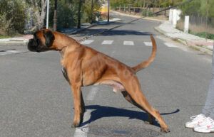 sancho-12-meses