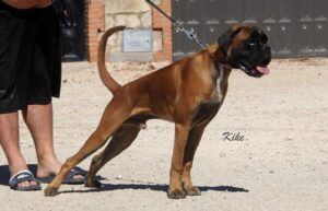 sancho-75-meses