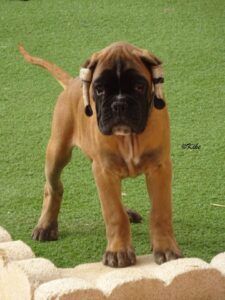 sancho1