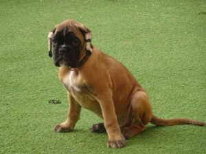 sancho2